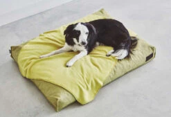 Coussin Pour Chien Divo 16 Coussin Pour Chien Divo -Produits Chien Chat Magasin mc c01 012 04 m sleep divo cushion mustard momo 1 678