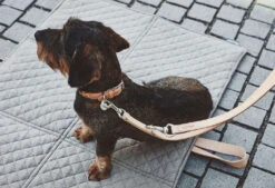 Collier En Cuir Pour Chien Bergamo -Produits Chien Chat Magasin mc c04 007 02 sm walk bergamo natural simba 1 354