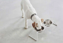 Double écuelle Design Pour Chien Cena -Produits Chien Chat Magasin mc c06 006 01 s eat cena stone duke 6 243