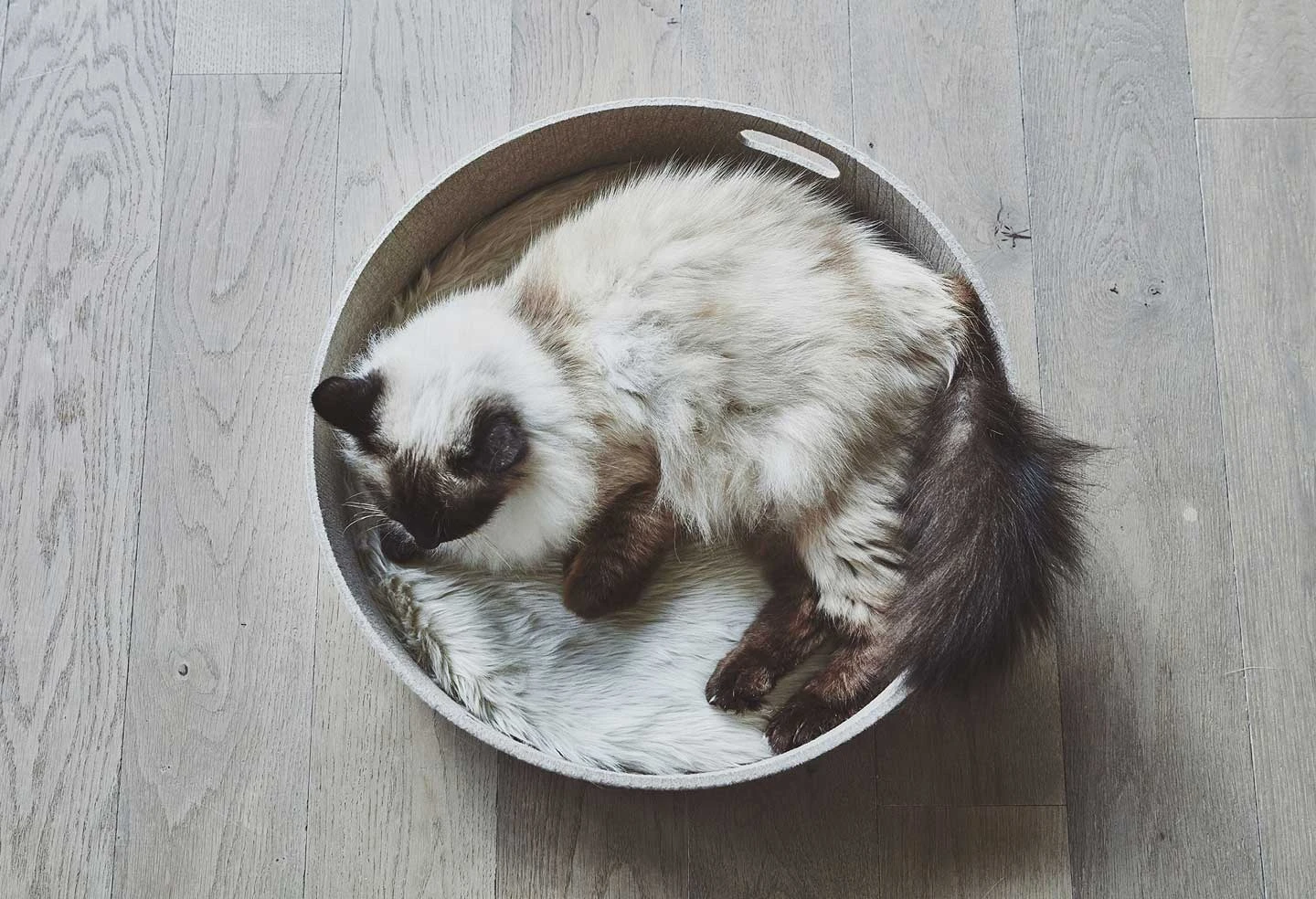 Panier Pour Chat Design Cesto 7 Panier Pour Chat Design Cesto – Image 5