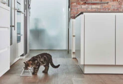 Double écuelle Design Pour Chat Cena -Produits Chien Chat Magasin mc g06 005 01 s eat cena stone molly samu 2595 v2 1