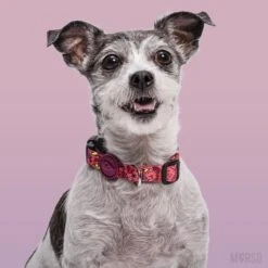 Collier Pour Chien Pink Think -Produits Chien Chat Magasin morso collare pink think img 05