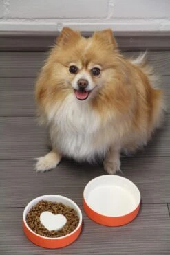 Bol Anti-glouton Pour Chat Et Petit Chien 11 Bol Anti-glouton Pour Chat Et Petit Chien -Produits Chien Chat Magasin p 774e442a 307e 49b4 bce6 3d50acc2b8ef