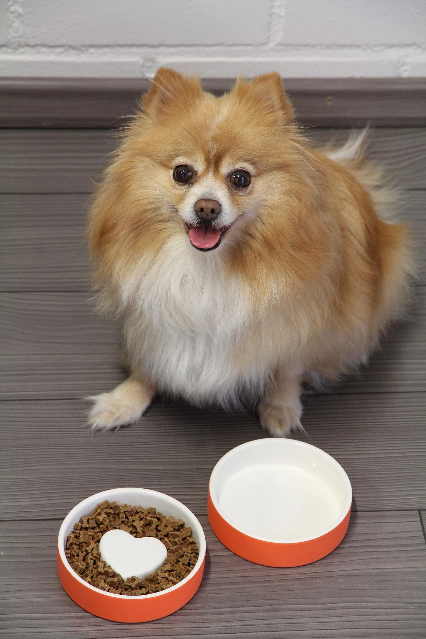 Bol Anti-glouton Pour Chat Et Petit Chien 7 Bol Anti-glouton Pour Chat Et Petit Chien – Image 5