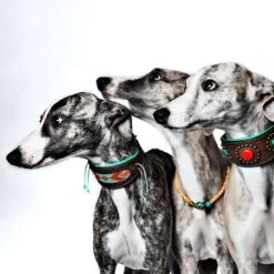 Collier En Cuir Paddy Lee Dwam 14 Collier En Cuir Paddy Lee Dwam -Produits Chien Chat Magasin paddy lee collar greyhound m 7042 en G