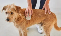 Brosse Pour Chien (poil Court Et Long) -Produits Chien Chat Magasin pelo buehne