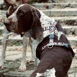 Harnais En H Pour Chien Spaghetti -Produits Chien Chat Magasin pettorina h spaghetti incident mini gallery 02