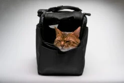 Sac De Transport Pour Chats Et Petits Chien Atom 14 Sac De Transport Pour Chats Et Petits Chien Atom -Produits Chien Chat Magasin sac de transport pour chat et petit chien sleepypod atom noir 2