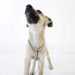 Harnais Grill See Scout Sleep 8 Harnais Grill See Scout Sleep -Produits Chien Chat Magasin scene harness puppy nice grill cream and black 1 700x700 1