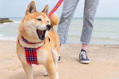 Harnais Pour Chien Shuka Red 3 Harnais Pour Chien Shuka Red