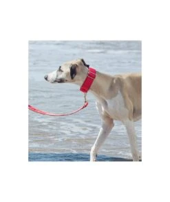 Collier Pour Chien Strawberry -Produits Chien Chat Magasin solid strawberry 2d3afe0d 3e3f 45d6 8d5a aaf0c2377696