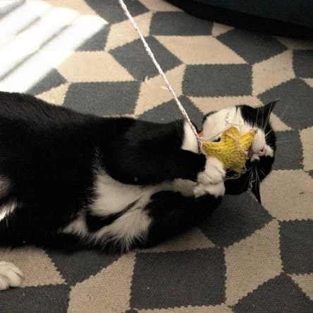 Jouet Pour Chat Star à La Cataire 4 Jouet Pour Chat Star à La Cataire – Image 2