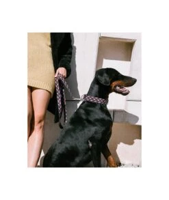 Laisse Pour Chien Queralbs -Produits Chien Chat Magasin textura queralbs geometric dog collar