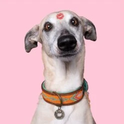 Collier En Cuir Tiger Lily Dwam -Produits Chien Chat Magasin tiger lily 2 cm collar xxs 9336 en G