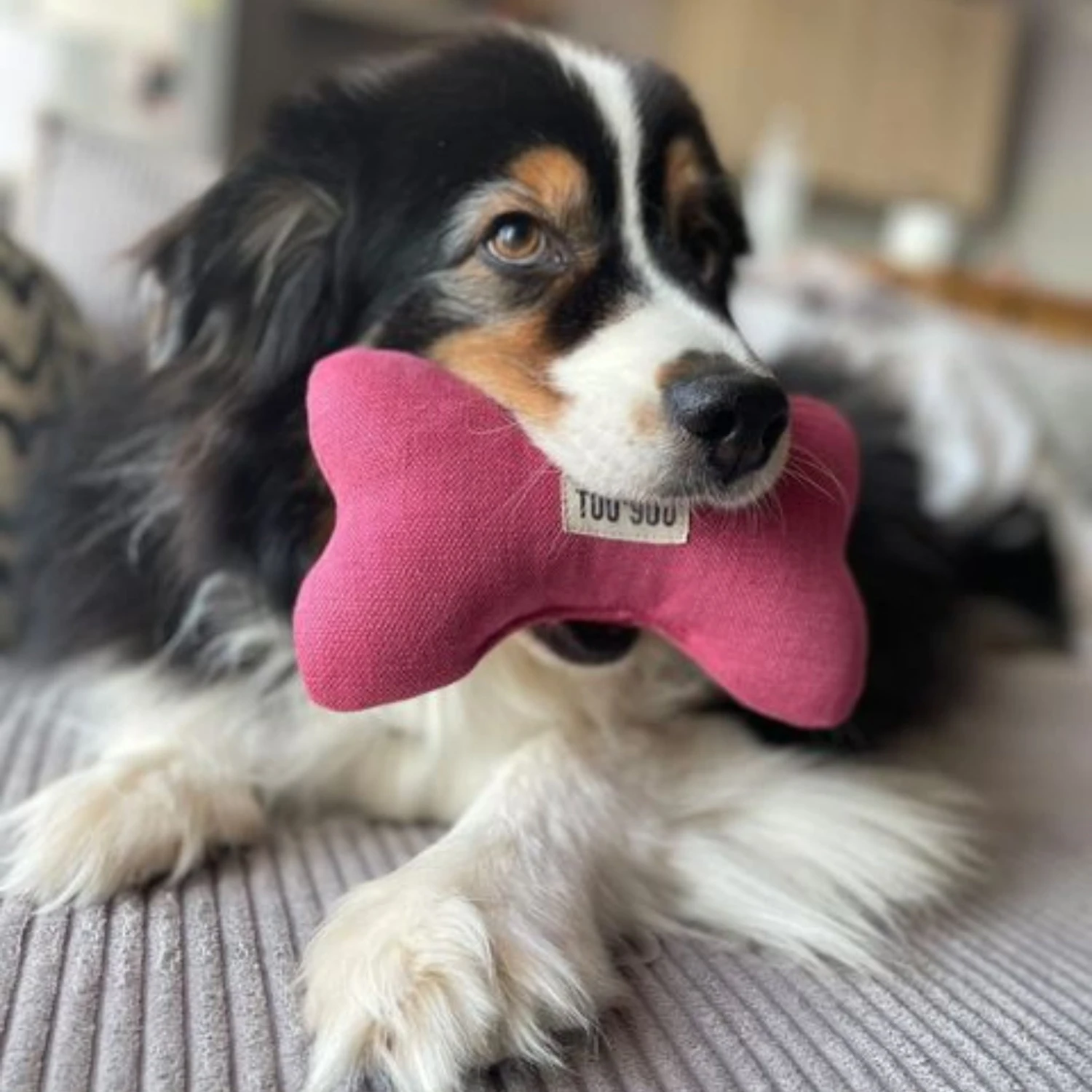 Jeu Os Pour Chien En Lin Naturel 4 Jeu Os Pour Chien En Lin Naturel – Image 2