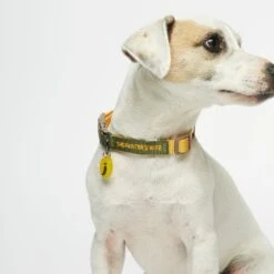 Collier Pour Chien Sonia -Produits Chien Chat Magasin tpw sonia collar01 01