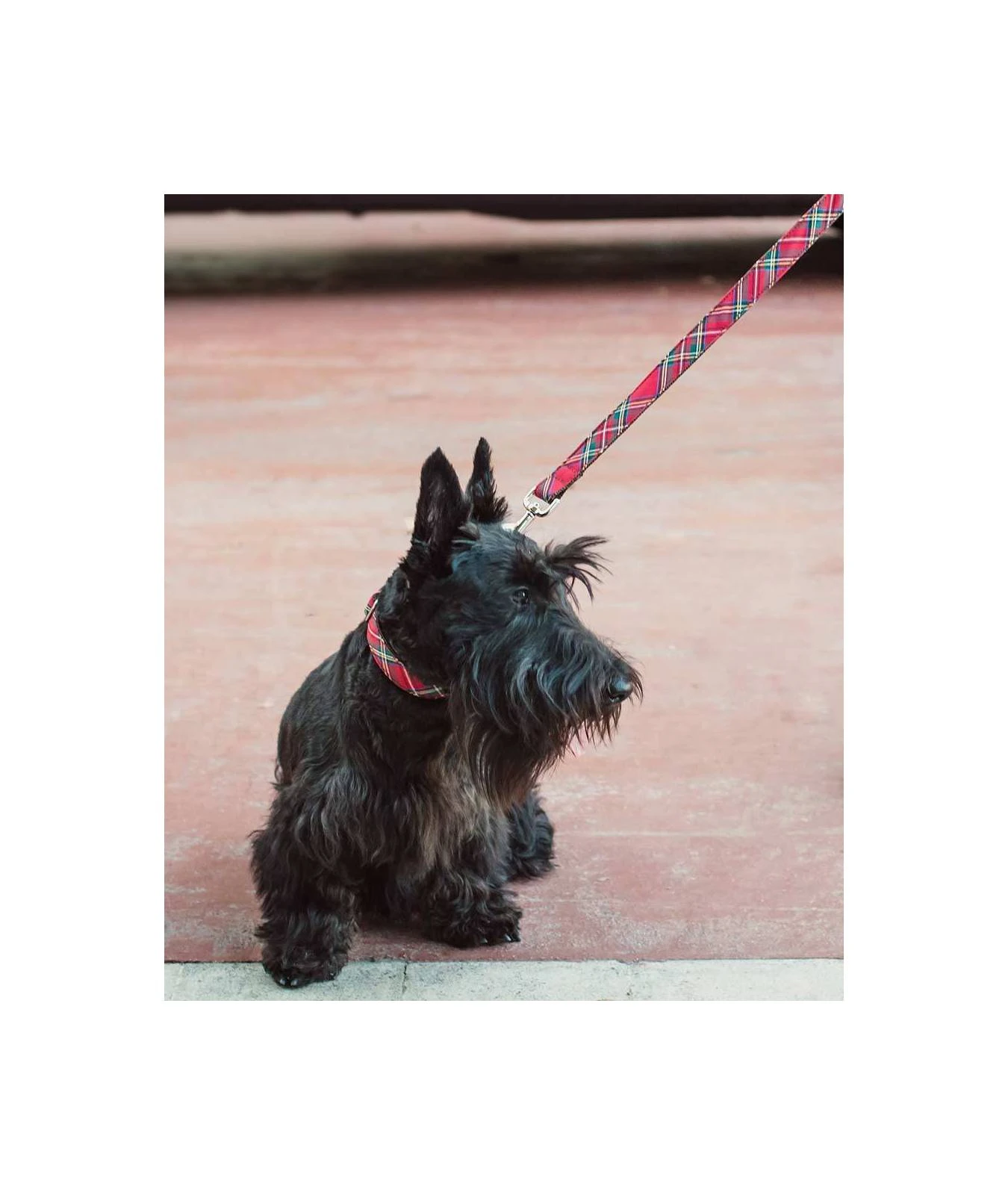 Laisse Pour Chien Tremp écossais 4 Laisse Pour Chien Tremp écossais – Image 2