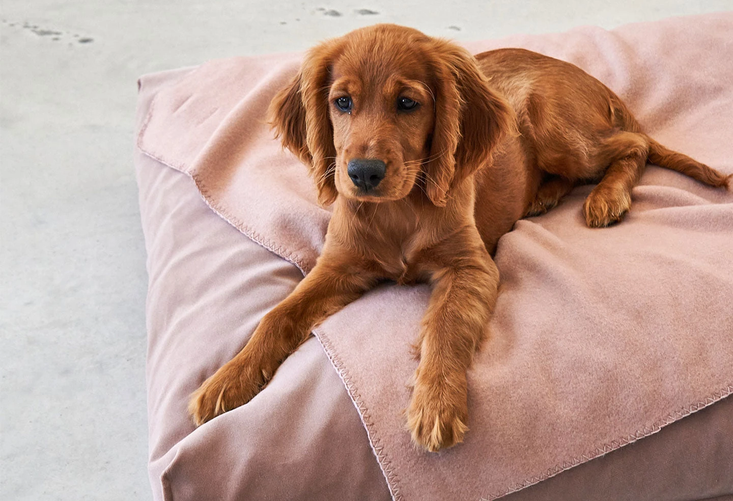 Coussin Relaxant Pour Chien Velluto 6 Coussin Relaxant Pour Chien Velluto – Image 4