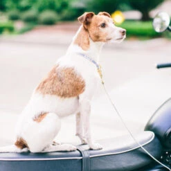 Collier Pour Chien You’re A Stud Cream & Lake Blue -Produits Chien Chat Magasin youreastudcreamandblue